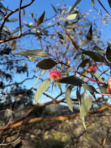 Eucalyptus caesia