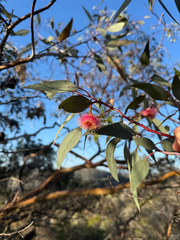 Little Princess (Eucalyptus caesia)