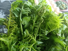 Stenochlaena palustris