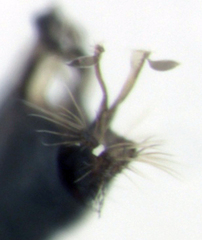 Parentia titirangi