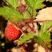 Rubus idaeus melanolasius - Photo (c) Tim Shortell, algunos derechos reservados (CC BY-NC), subido por Tim Shortell