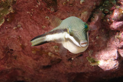 Canthigaster callisterna