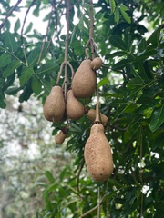 Kigelia