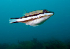 Canthigaster callisterna
