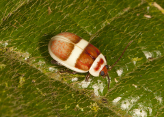 Asphaera discicollis