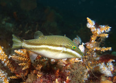 Canthigaster callisterna