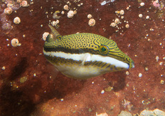 Canthigaster callisterna