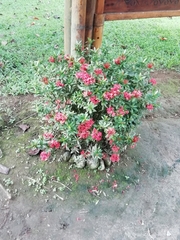 Magnoliopsida