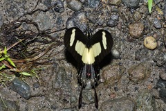 Heraclides torquatus