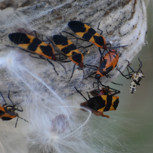 Large Milkweed Bug photographed in Wisconsin
