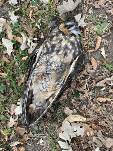 View observation of {o.common_name} on iNaturalist