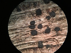 Patellaria atrata
