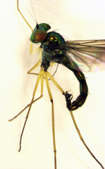 Parentia titirangi