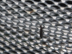 Oligotoma humbertiana