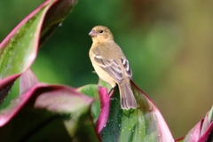 Sporophila morelleti