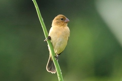 Sporophila morelleti