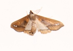 Diaphania fumosalis