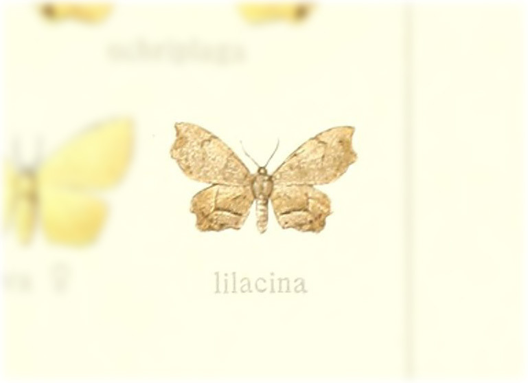 Skaphion lilacina