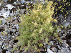 Dracophyllum trimorphum