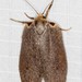 Uzucha humeralis - Photo (c) Ian  McMillan, algunos derechos reservados (CC BY-NC)