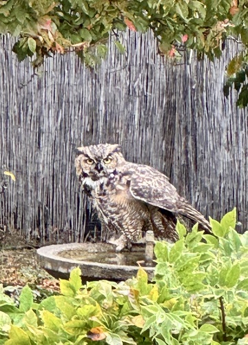 View observation of {o.common_name} on iNaturalist