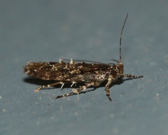 Micropterigoidea