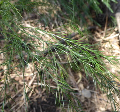 Asparagus virgatus