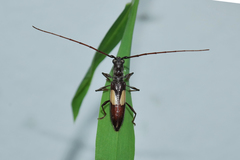Gnomibidion fulvipes
