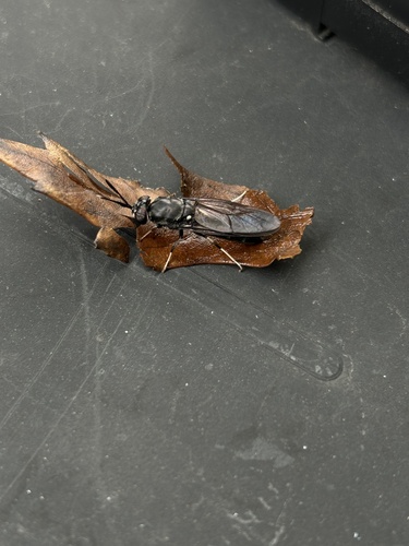 Unknown species found near S Ogden St, Denver, CO, US