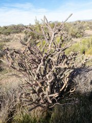 Cylindropuntia acanthocarpa acanthocarpa