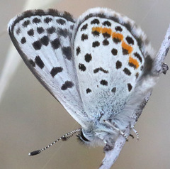 Euphilotes bernardino