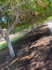 Columba livia domestica