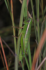 Aptenopedes sphenarioides