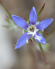 Eriastrum virgatum