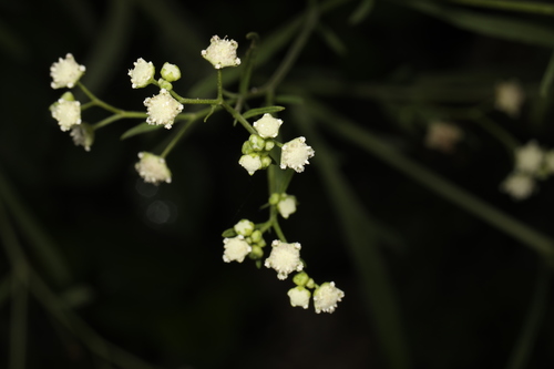 Parthenium hysterophorus image