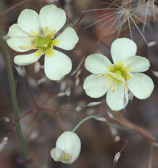 Hesperomecon linearis