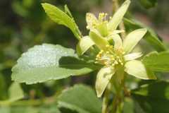 Grewia vernicosa