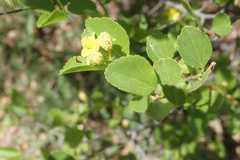 Grewia vernicosa
