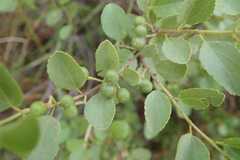 Grewia vernicosa