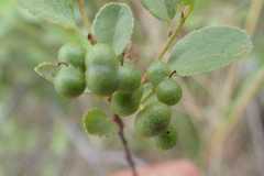 Grewia vernicosa