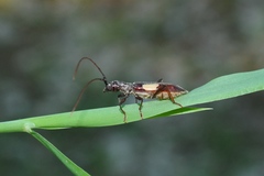 Gnomibidion fulvipes