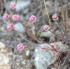 Eriogonum nortonii