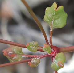 Eriogonum nortonii