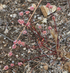 Eriogonum nortonii