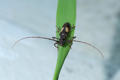 Gnomibidion fulvipes