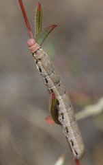 Proserpinus clarkiae