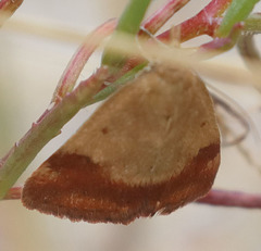 Pyrausta semirubralis