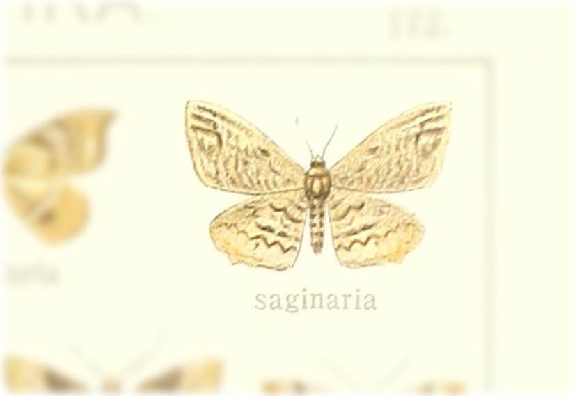 Schidax saginaria