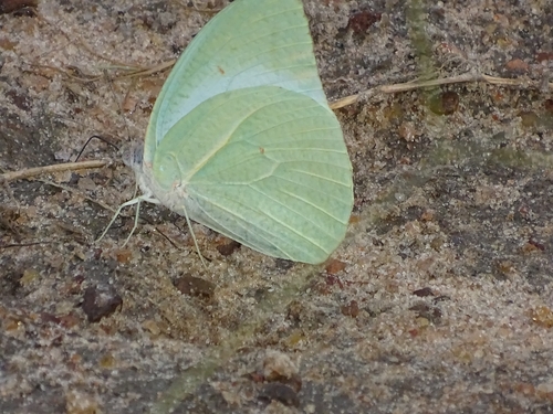 African Migrant