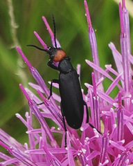 Epicauta atrata